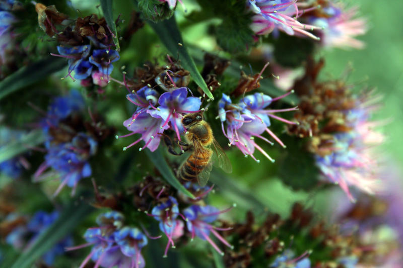 Close up Honey Bee